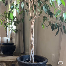 DECOR - Plants