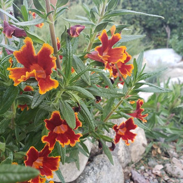 FRONT YARD: CA Native backyard