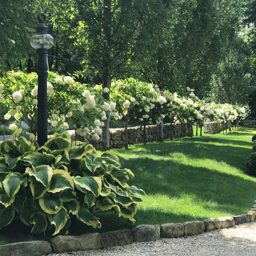 Extension of stone wall, Hornbeam trees & PeeGee Hydrangea’s