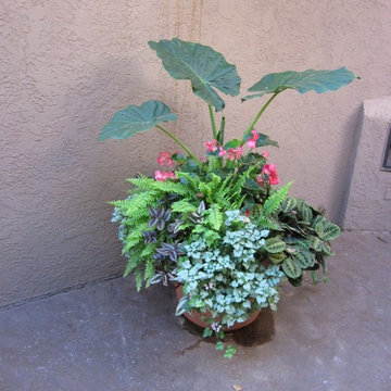 Annuals