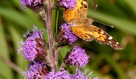 American Lady Butterflies Add Delight to Summer Gardens