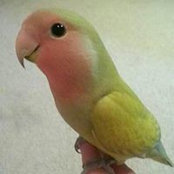Foto von Jo Pe