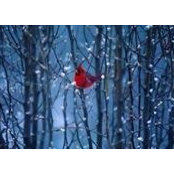 Cheree Shaprow's photo