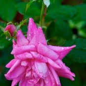 Phyllis McDaniel's photo