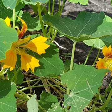 Vegetable Garden