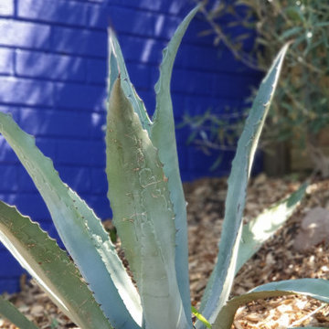 Moroccan Souk Inspired Coastal Garden