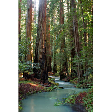 Fine Art Photograph, Redwood Forest III, Fine Art Paper Giclee