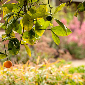 Quamby Garden: The cumquat stayed!