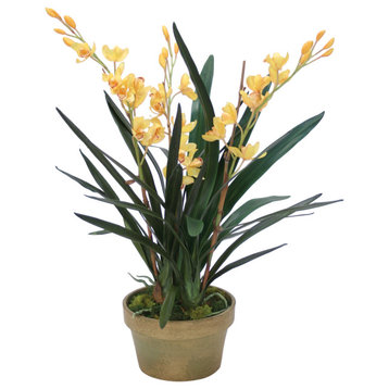 Yellow Cymbidium Orchids in Aged Pot