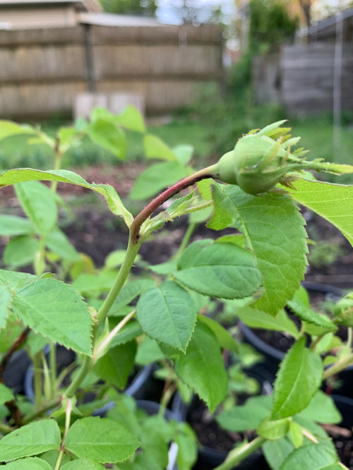 rose bud stem damage