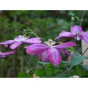 Ella Greene's photo