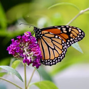 Jessie Joyce's photo