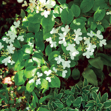 Parkside Garden