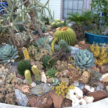 cactus & Succulent Gardens