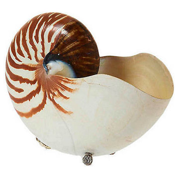 Seven Inch Tiger Nautilus with Sterling Silver Feet