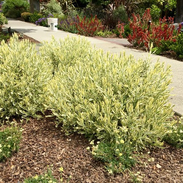 From Weeds to Welcome Home!
