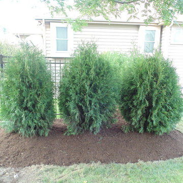 Downers Grove simple privacy hedge