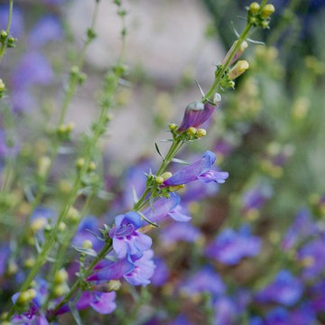 Margarita BOP Penstemon
