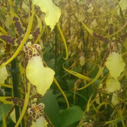 orchids - Products