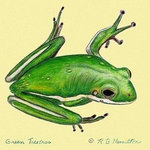 Betsy Drake - Green Tree Frog Door Mat 18x26 - These decorative floor mats are made with a synthetic, low pile washable material that will stand up to years of wear. They have a non-slip rubber backing and feature art made by artists Dick Hamilton and Betsy Drake of Betsy Drake Interiors. All of our items are made in the USA. Our small door mats measure 18x26 and our larger mats measure 30x50. Enjoy a colorful design that will last for years to come.