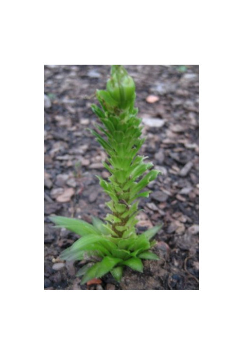 What pest is eating my lilies?