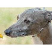 Ric Klinger's photo