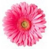 Tay Davis's photo