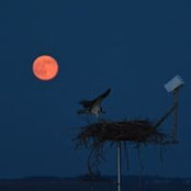 Claude Wiblin's photo
