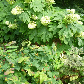 Westchester, NY - Formal Woodland Garden - Summer