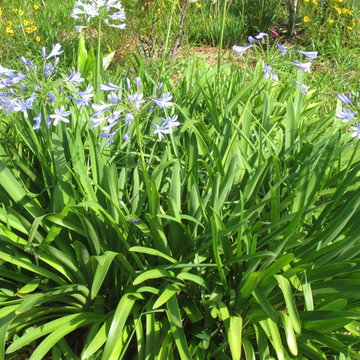Individual Plant Photos # 1:Customer Aid (Not complete- hundreds will be here)