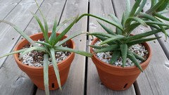 Answers Aloe Leaves Drooping And Creasing Houzz
