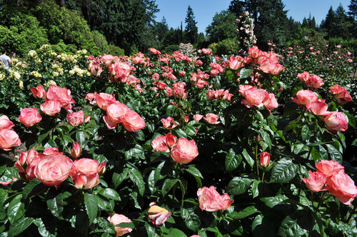 Field Trip Portland International Test Rose Garden Picture Heavy Coretta Scott King