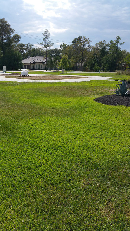 3 Month Old St Augustine Sod Dying