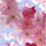 Pam Stevens's photo