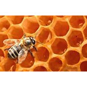 Rod Gozzard's photo