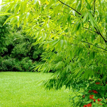 Bamboo Retreat