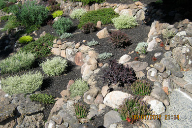 Large transitional front yard full sun xeriscape in San Francisco with mulch.