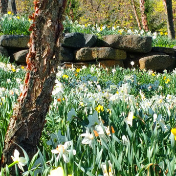 Planting En Masse - Daffodils