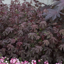 More garden ideas