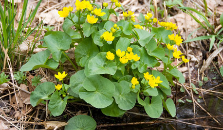 Great Design Plant: Caltha Palustris Is a Welcome Sign of Spring