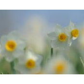 Samira Sherani's photo
