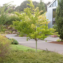 Allee&reg; Chinese Elm - Plants