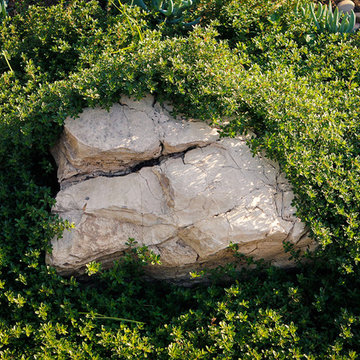 Rock Covered with trailing Thyme