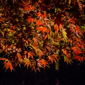 Nighttime Nuance with Landscape Lighting
