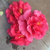 Annie Siroonian Stamper's photo
