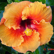 Caroline Cunneen's photo