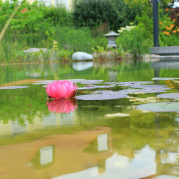 Ein Schwimmteich zum Verlieben
