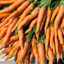 Comment cultiver des carottes ?