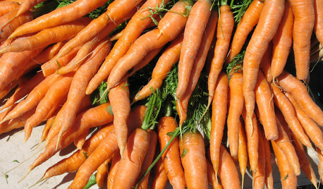 Comment cultiver des carottes ?
