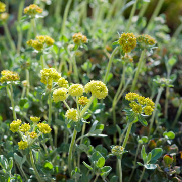 Sulphur Buckwheat
